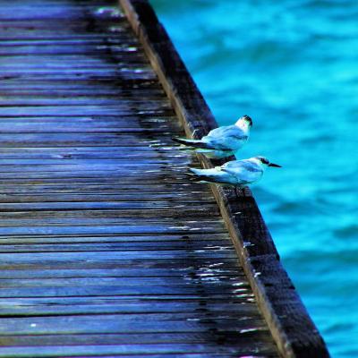 Maldives Celebrates a Historic Tourism Milestone in 2025, Welcoming its Two-Millionth Visitor